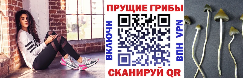 KRAKEN   Истра  Галлюциногенные грибы ЛСД 